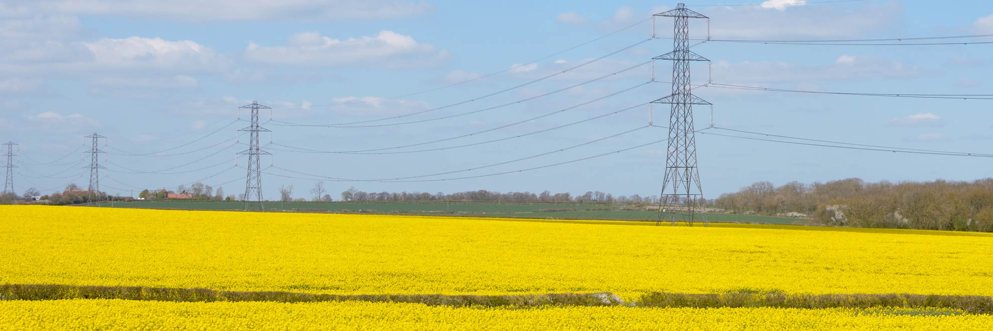 rapeseed electricity