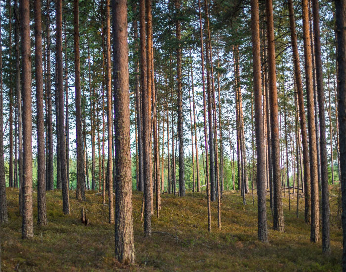 Track bark beetle activity using satellite imaging