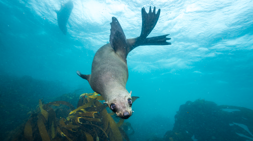 Protecting biodiversity along the Swedish seabed